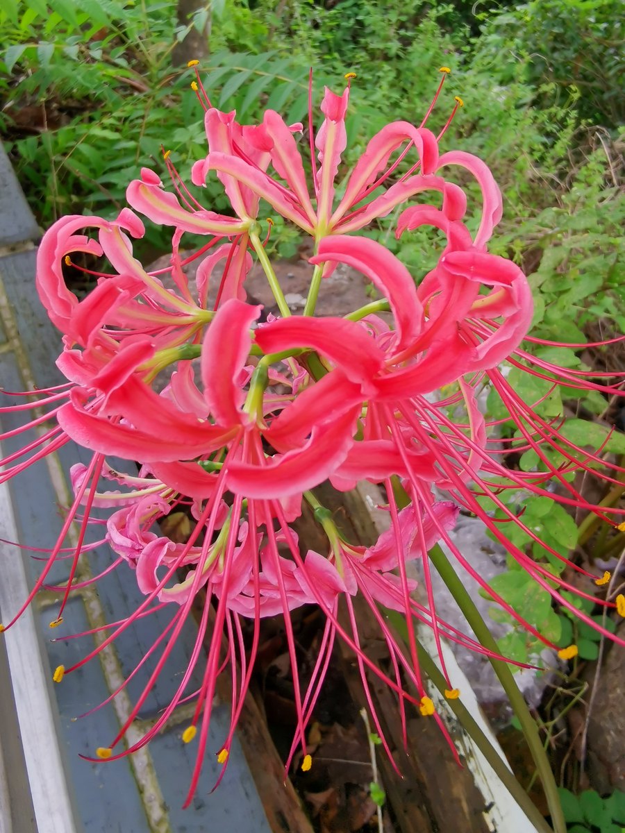 光福 · 彼岸花