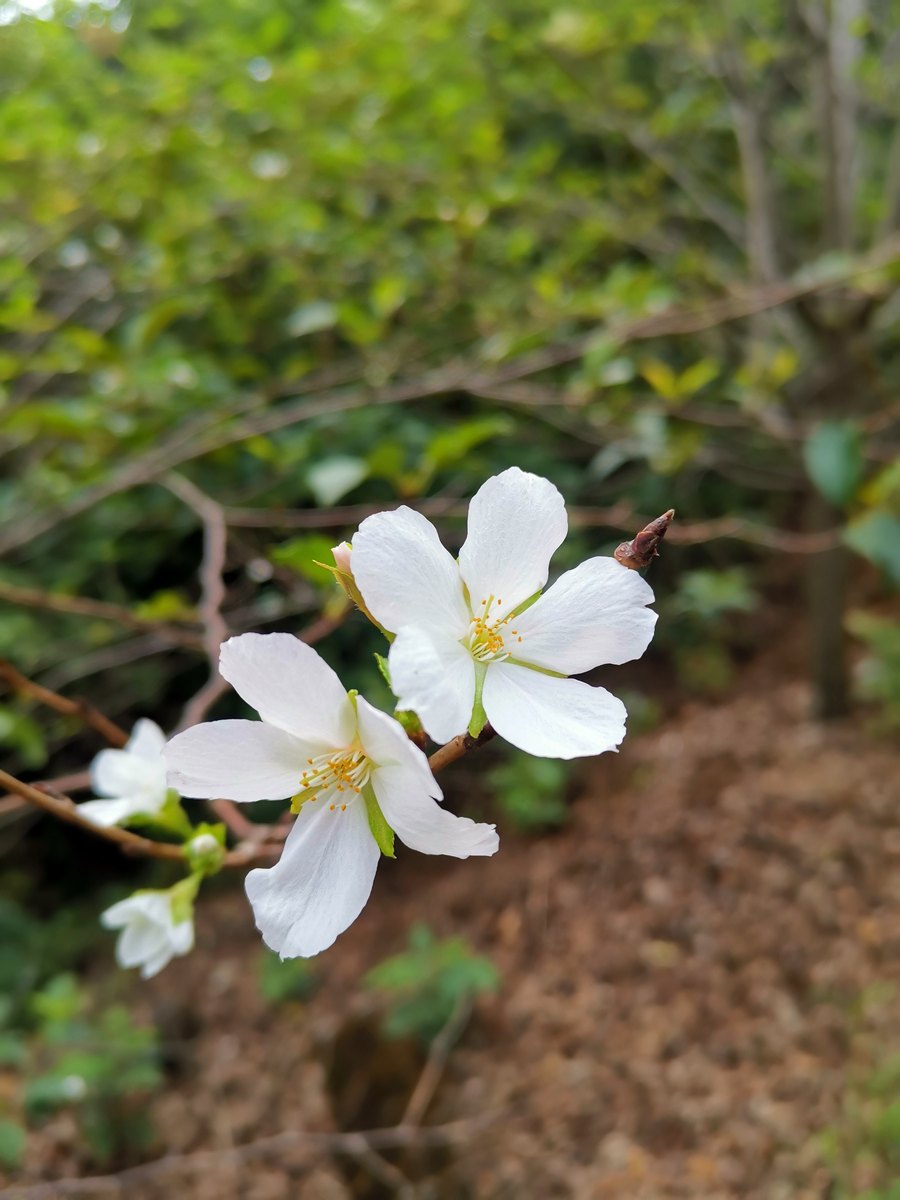 光福 · 林间小白花