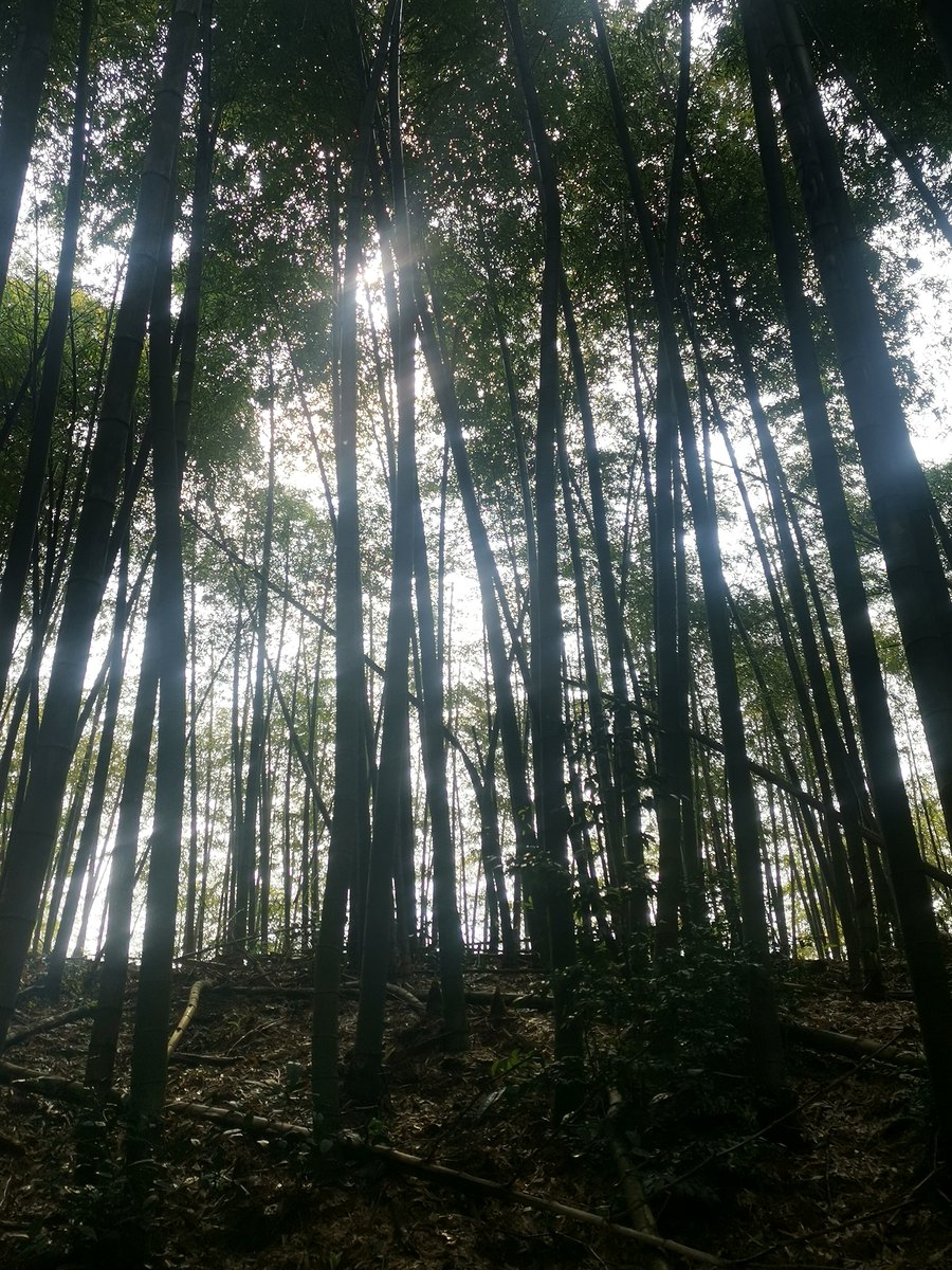 葛岭 · 竹林里的天光