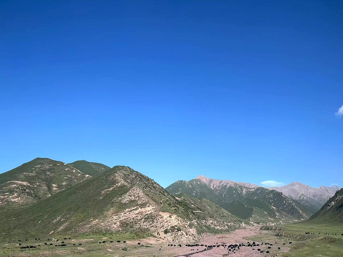 祁连山 · 牧场牦牛