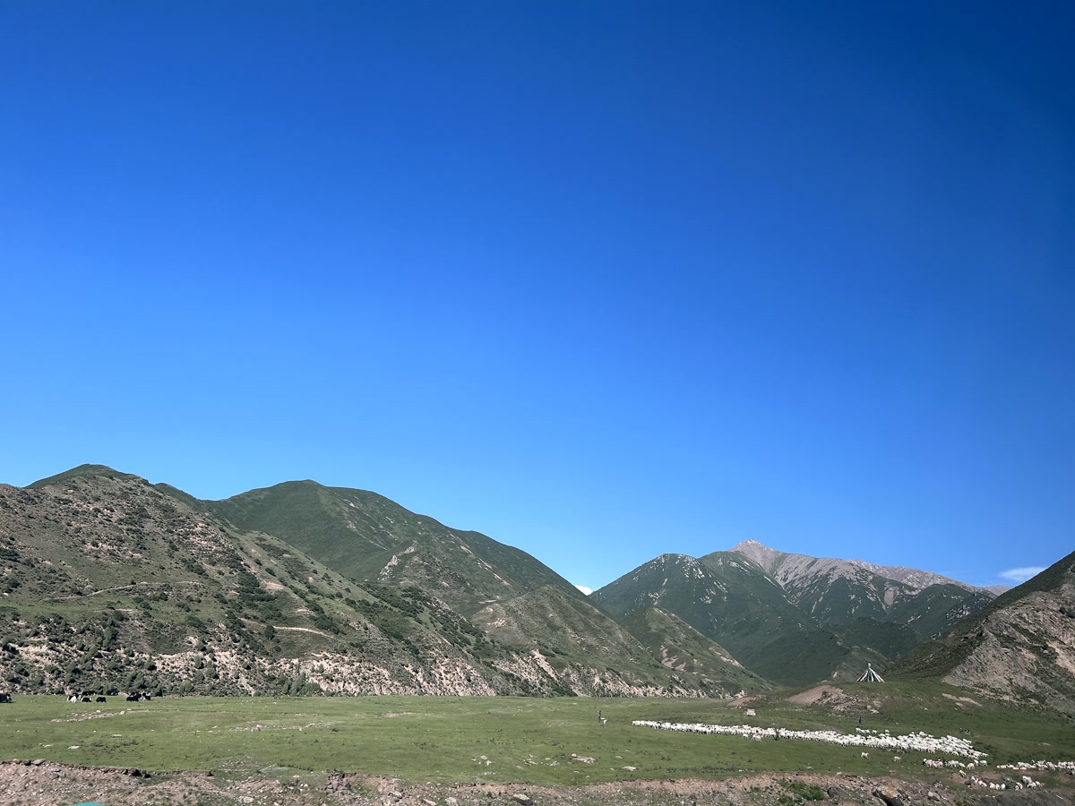 祁连山 · 雪峰与羊群