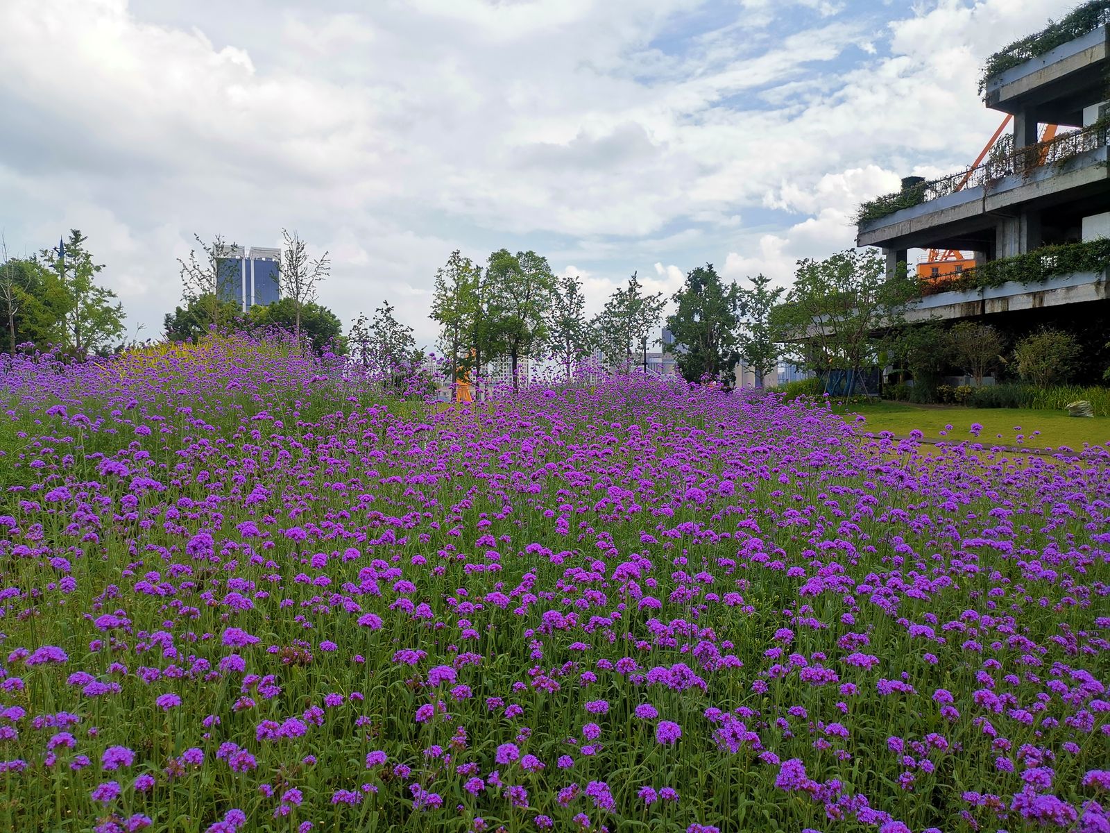 杨浦滨江边大片紫色马鞭草花海，远处工业建筑与城市天际线