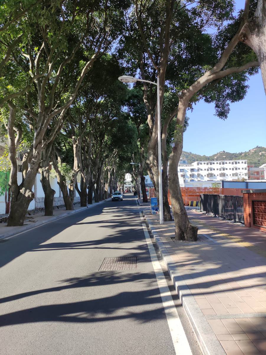 林荫小路