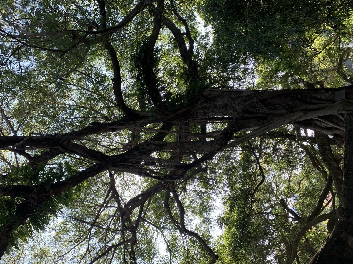 琴岛暖阳 · 古榕气根