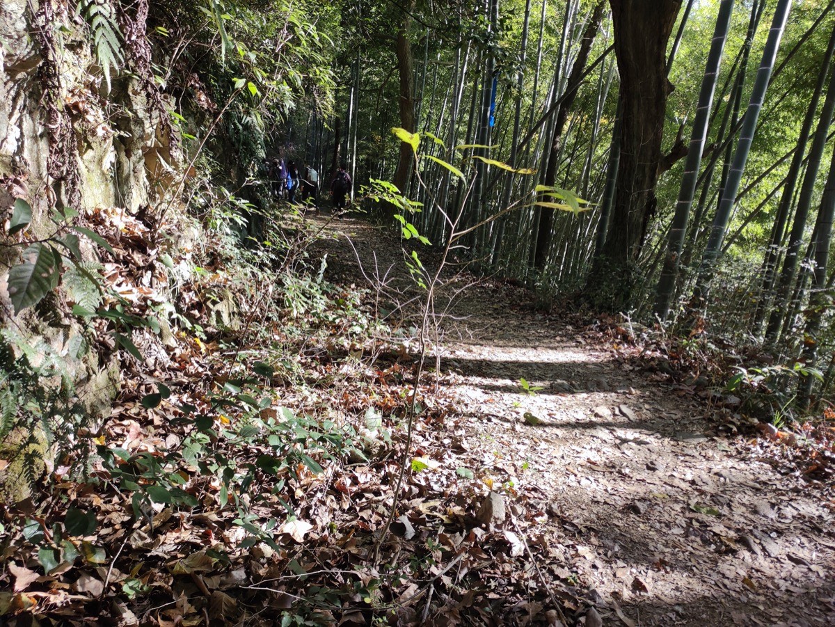 贵门 · 竹林小径