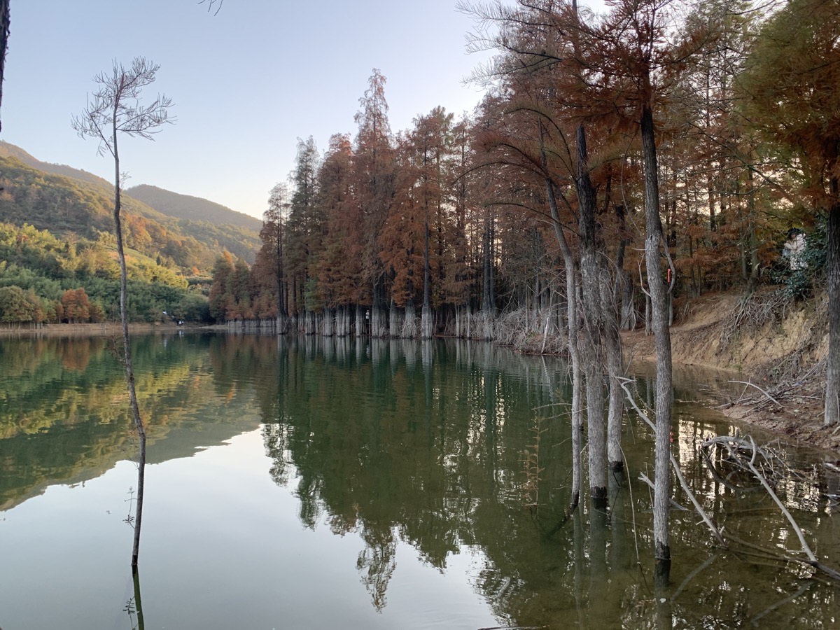 贵门 · 水杉林