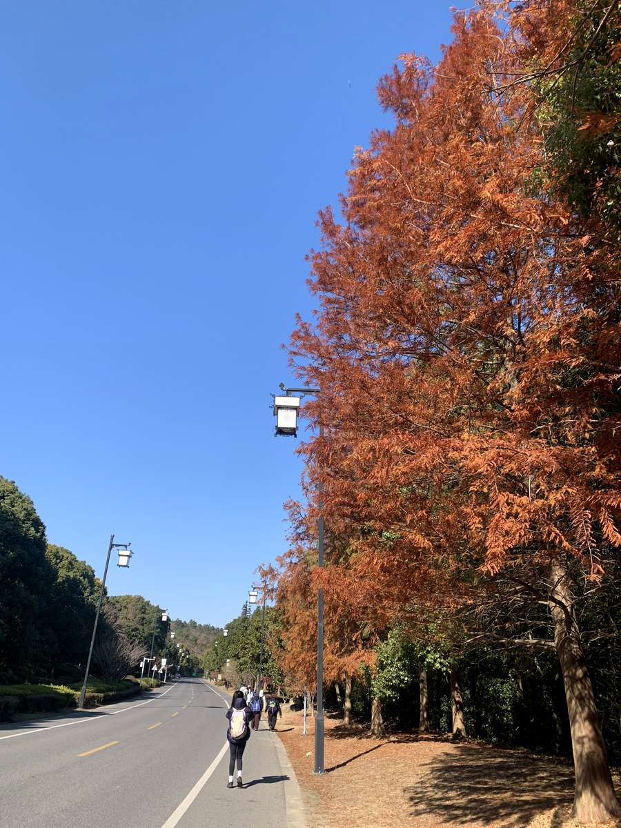 穹窿山 · 水杉大道