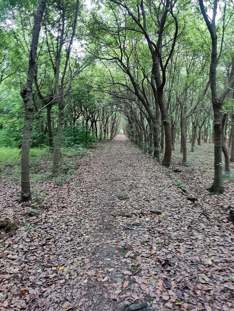 米市渡 · 松针林道