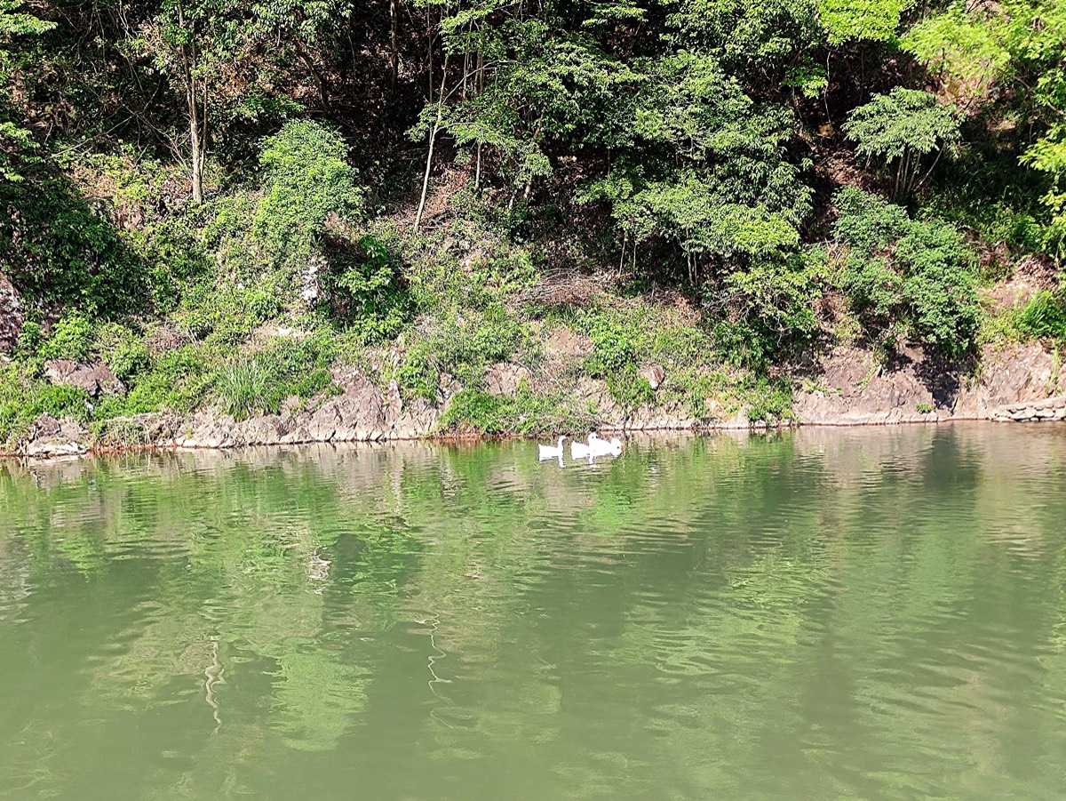 盐帮十八渡 · 水湾白鹅