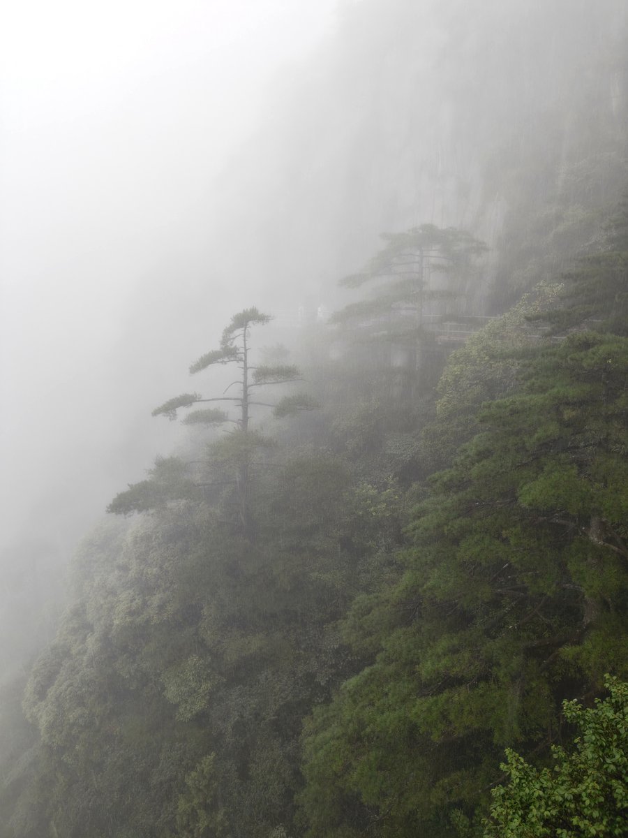 黄山 · 雾中奇松