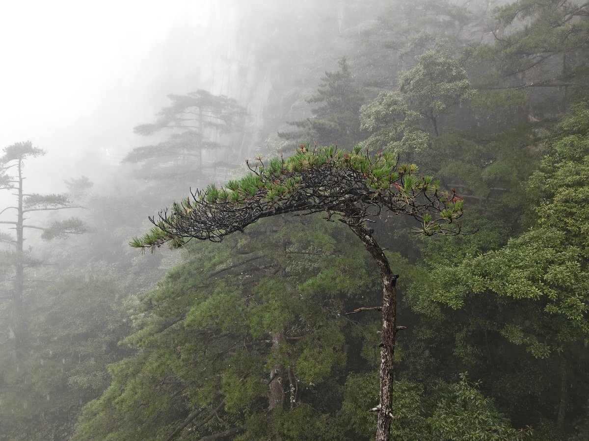 黄山 · 探海松姿