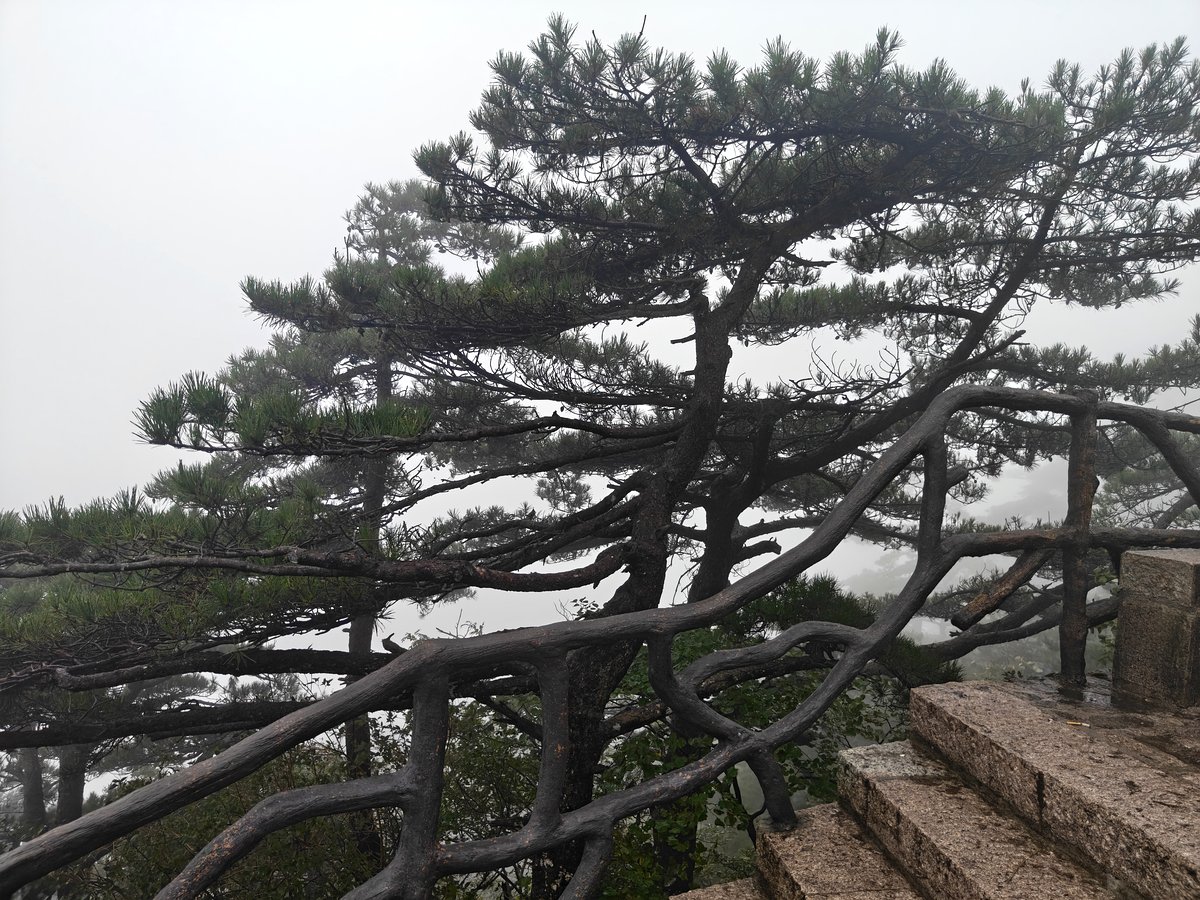 黄山 · 迎客松姿