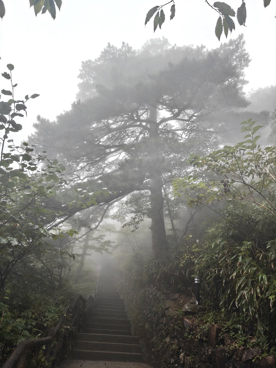 黄山 · 松径与石阶