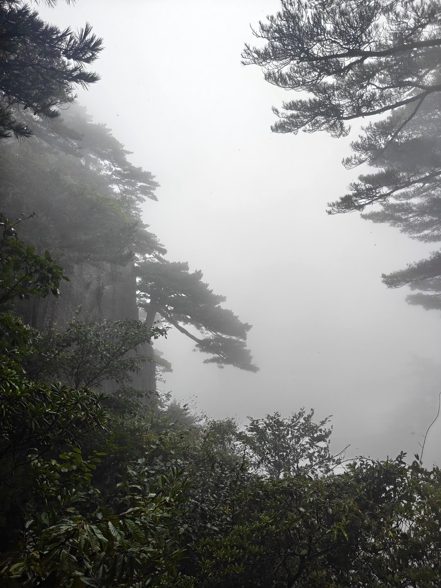 黄山 · 峭壁孤松