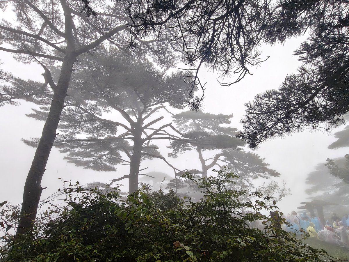 黄山 · 雾中松林