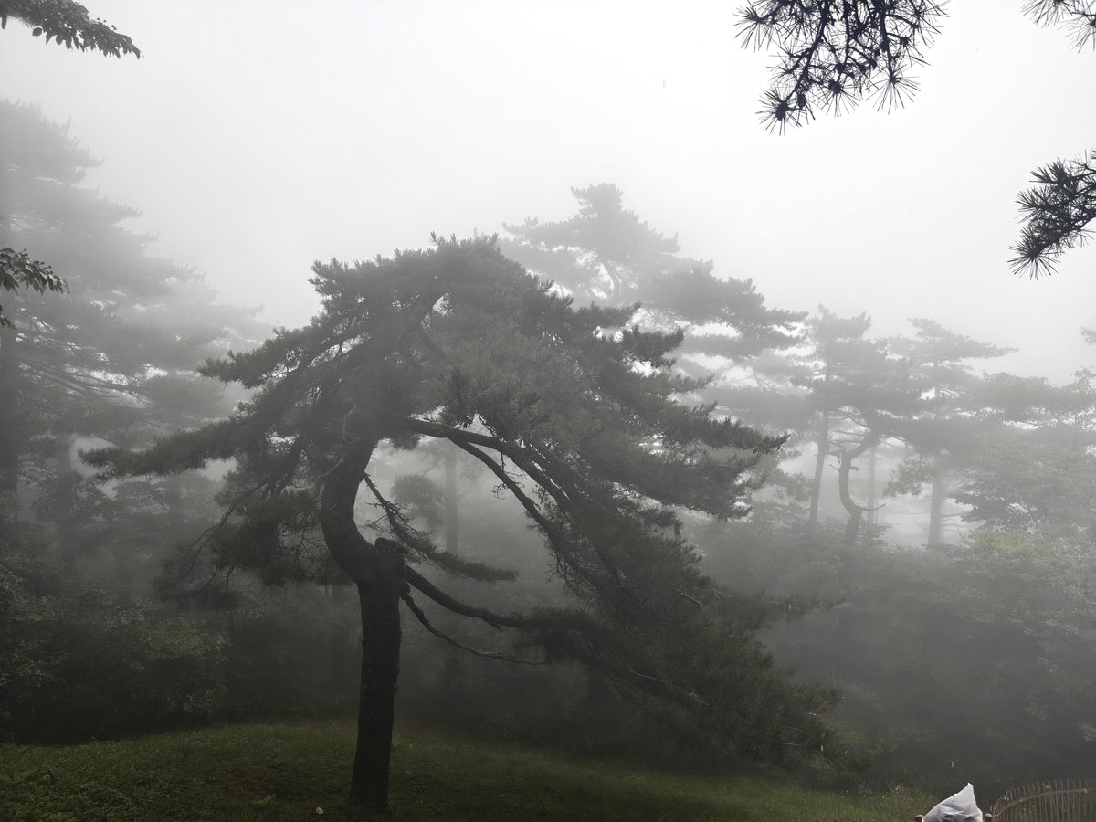 黄山 · 雾中松涛